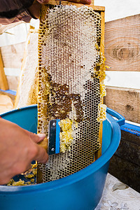 女养蜂人从蜂巢里取蜜图片