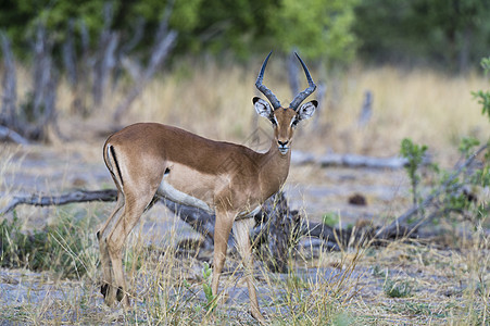 博茨瓦纳乔贝公园萨武提沼泽的黑羚羊图片