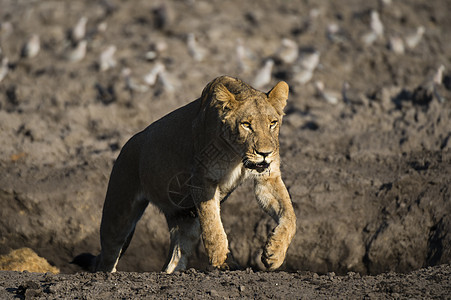 博茨瓦纳乔贝公园萨武提沼泽Chobe公园的非洲母狮图片