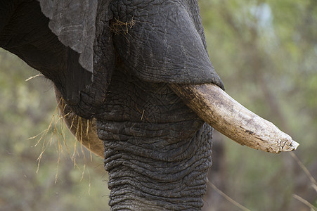 博茨瓦纳乔贝公园沙武提沼泽Chobe公园非洲大象象牙特写图片