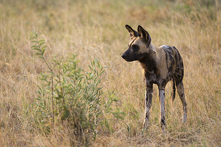 博茨瓦纳乔贝公园草地萨武提沼泽乔贝公园的非洲鬣狗图片