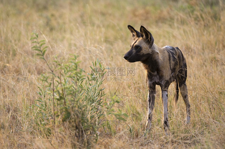 博茨瓦纳乔贝公园草地萨武提沼泽乔贝公园的非洲鬣狗图片