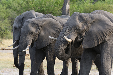 三头非洲大象背景图片