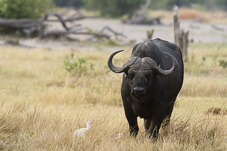 草原上的非洲水牛图片
