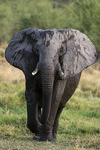 非洲大草原的大象图片