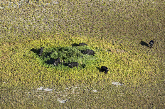 非洲大草原的水牛群图片