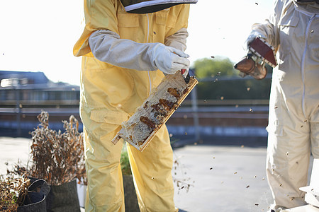 养蜂人采蜂蜜图片
