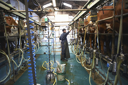 在奶牛农场用挤奶机挤奶的工人背景图片