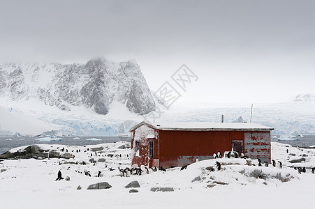南极洲小屋附近的企鹅图片