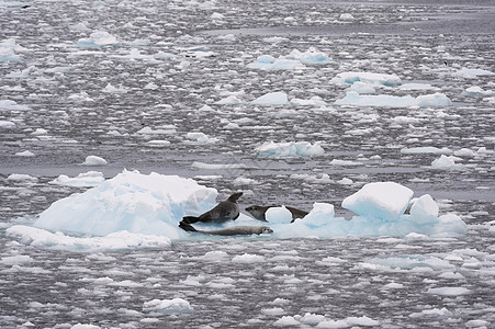 南极洲勒梅尔海峡的海豹图片