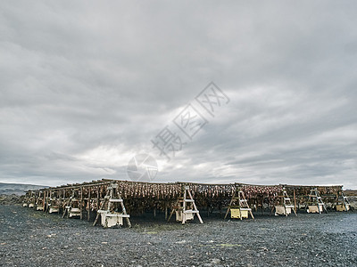 冰岛雷克雅户外烘干鱼堆图片