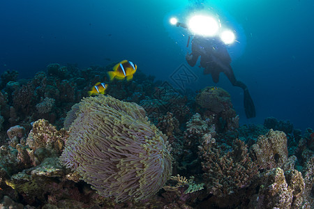 潜水员在珊瑚群图片