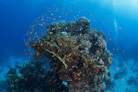 红海珊瑚鱼类学校埃及马萨阿拉姆红海图片