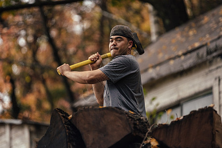 美国纽约州北秋季森林的中成年人切伐木图片