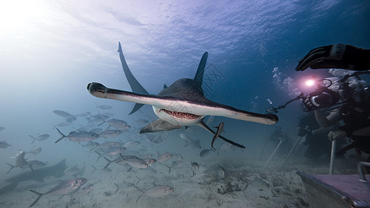 男水下摄影师拍锤头鲨鱼的照片图片