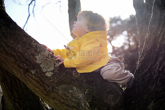 婴儿男孩从公园树上向看图片