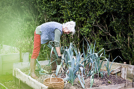 在花园里种植农作物的老奶奶图片