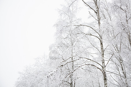 芬兰的雪地景观图片