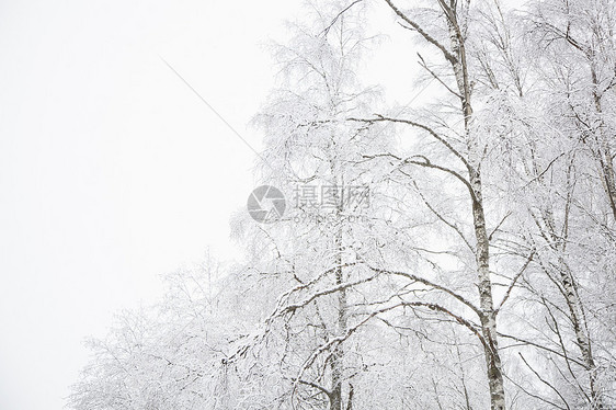 芬兰的雪地景观图片