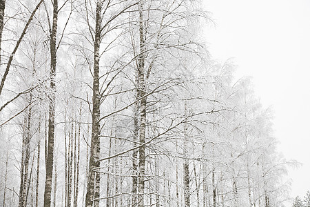 芬兰的雪地景观图片