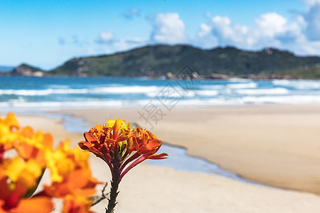 巴西圣卡塔里纳弗洛里亚诺波利斯海滩橙花特写图片