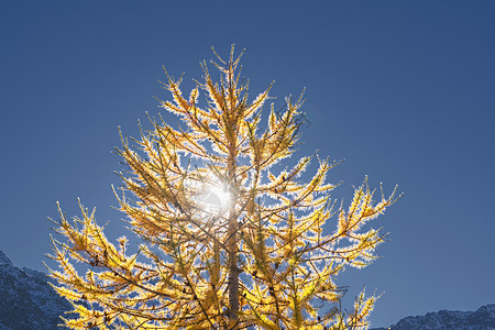 瑞士阿尔卑斯山秋天的树图片