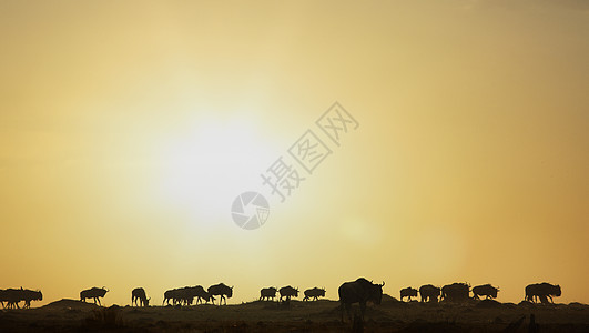 日落时野生动物移徙肯尼亚马赛拉保留地图片