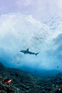 水下观测锤头鲨图片