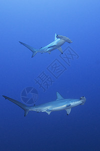 水下观测锤头鲨图片
