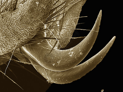 用电子显微镜成像的多布森苍蝇爪子图片