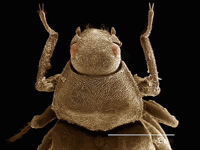 电子显微镜中成像的水甲虫图片