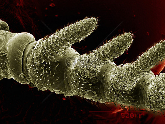 电子显微镜成像的鱼蝇图片