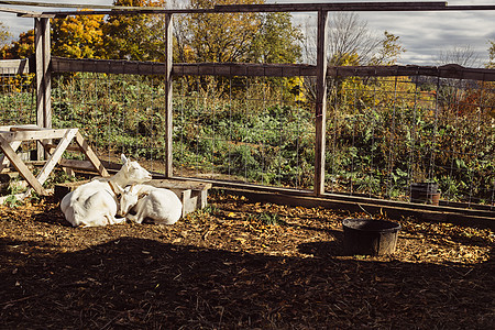 两只山羊一起躺在农场上图片