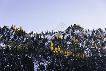 山脉上的雪覆盖树木图片