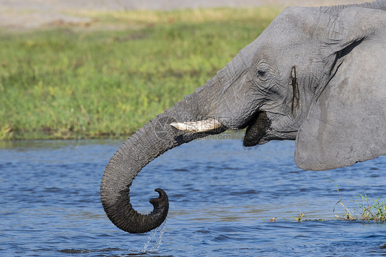非洲大象在科瓦伊河奥卡万戈三角洲博茨瓦纳非洲图片
