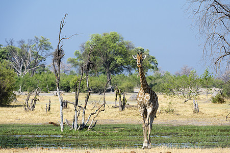 南GiraffeGiraffacomerlopardalis在博茨瓦纳奥卡万戈三角洲行走博茨瓦纳非洲图片