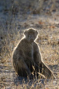 ChacmaBaboonPapioursinusOkavango三角洲博茨瓦纳非洲图片