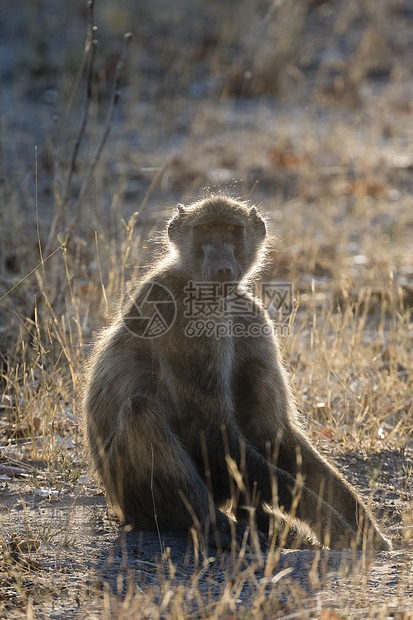 ChacmaBaboonPapioursinusOkavango三角洲博茨瓦纳非洲图片