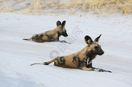 非洲博茨瓦纳乔贝公园两只非洲野狗休息图片