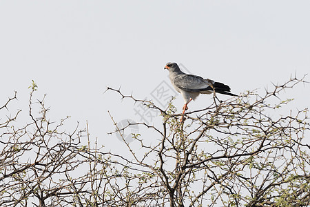 博茨瓦纳非洲站在树枝上的苍鹰图片