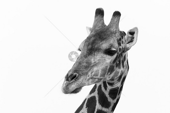 博茨瓦纳卡拉哈里博茨瓦纳非洲长颈鹿的头部图片
