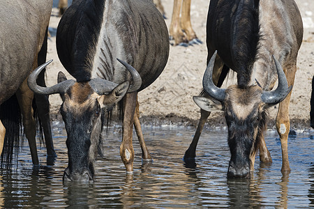 卡拉哈里博茨瓦纳非洲喝水的牛图片