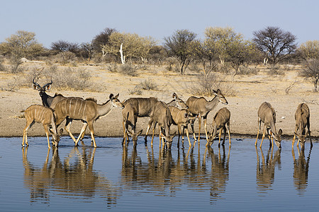 卡拉哈里博茨瓦纳非洲喝水的大旋角羚图片
