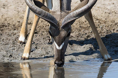 卡拉哈里博茨瓦纳非洲喝水的大旋角羚图片