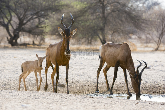 位于博茨瓦纳卡拉哈里博茨瓦纳非洲卡拉哈里喝水的狷羚图片