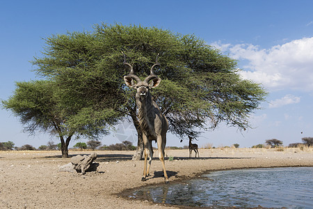 卡拉哈里博茨瓦纳非洲大旋角羚图片