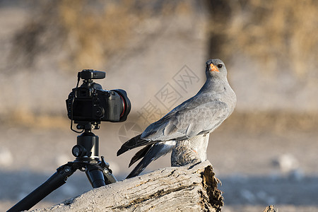 非洲博茨瓦纳卡拉哈里一只苍鹰在看着一架远程摄像机图片