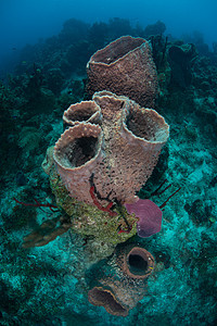 海底的海绵墨西哥北美图片