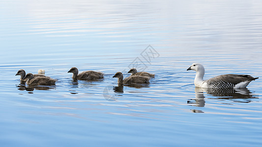 湖中游泳的鸭群背景图片