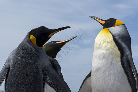 南美洲福克兰群岛的企鹅群图片